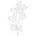vector ink parsley on white background Hand drawn