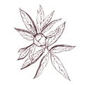 Vector ink peony bud. Engraved peony flower in vintage style. Floral branch line sketch.Highly detailed hand drawn peony. Royalty Free Stock Photo