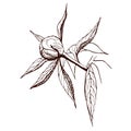 Vector ink peony bud. Engraved peony flower in vintage style. Floral branch line sketch.Highly detailed hand drawn peony. Royalty Free Stock Photo