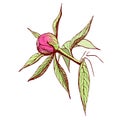 Vector peony bud. Engraved pink peony flower in vintage style. Floral branch colored sketch.Highly detailed hand drawn peony. Royalty Free Stock Photo