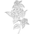 Vector ink sketch hydrangea flower
