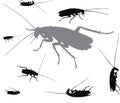 Vector insects collection