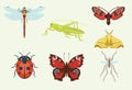Vector insects icons isolated on background colorful top view illustration of wildlife wing fly insects detail macro Royalty Free Stock Photo