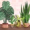 Interior illustration with indoor houseplants in flower pots. Monstera, cactus, snake tail plant on wall background