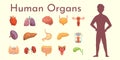 Vector internal organs collection in cartoon style. Anatomy of human body. Man biology organ: Heart, brain, lungs, liver