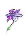 Iris floral botanical flower sketch. Violet watercolor art. Isolated iris illustration element Royalty Free Stock Photo