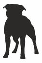 Vector isolated black silhouette of a dog English Staffordshire Bull Terrier. Royalty Free Stock Photo