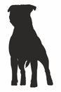Vector isolated black silhouette of a dog English Staffordshire Bull Terrier. Royalty Free Stock Photo