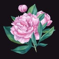 Vector isolated bouquet of watercolor peonies.