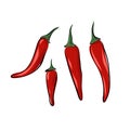 Vector isolated chili pepper on a white background. Illustration of a set of spices. Hand drawn sketch style. Spicy red Royalty Free Stock Photo