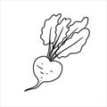 Vector isolated colorless black line beet