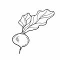 Vector isolated colorless black line beet, radish, turnips, root vegetable simple doodle sketch