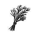 Vector isolated colorless black line dill