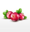 Vector isolated cranberries with green leaves