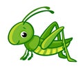 Vector isolated cute green grasshopper.