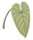 Vector isolated element. A leaf of anthurium. Houseplant. Color image on a white background. The print is used for packaging