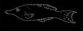 Vector isolated element of the marine tropical fish Gomphosus varius drawn by hand with a white line on a black background in the