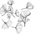 Vector Isolated ginkgo illustration element. Leaf plant botanical garden foliage. Black and white engraved ink art.