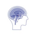 Vector isolated illustration of Amygdala