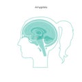 Vector isolated illustration of Amygdala