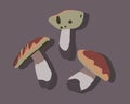 Vector illustration of boletus mushrooms