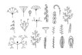 Vector isolated illustration of botanical set of inflorescences. Types of inflorescences for learning botany Royalty Free Stock Photo