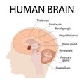 illustration of brain components in the human head. detailed anatomy of the human brain.