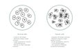 Cell structure: normal and cancer