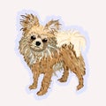 Vector isolated illustration of chihuahua. Small cute long-haired dog Royalty Free Stock Photo