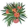 Vector isolated illustration of decorative clivia.