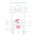 Vector isolated illustration of digestive system