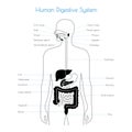 Vector isolated illustration of digestive system