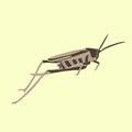 Vector isolated illustration of a grasshopper . Royalty Free Stock Photo