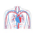 Circulatory system anatomy