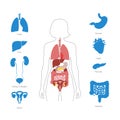 Human internal organs vector