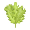 Vector isolated illustration of natural lettuce leaf. Fresh, wholesome and healthy food from the farm or garden Royalty Free Stock Photo