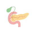 Pancreas and gallbladder