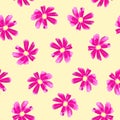 Vector isolated illustration of pattern with cosmea flowers