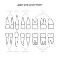 Vector isolated illustration of tooth