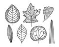 Vector isolated illustration of a set of leaf venation types. Leaf morphology Royalty Free Stock Photo