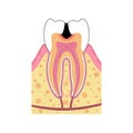 Vector isolated illustration of tooth