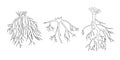 Vector isolated illustration of types of tree root systems Royalty Free Stock Photo