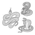 Vector isolated illustrations set aggressive venomous snakes ready to pounce. Figure dangerous reptiles cobra and rattlesnake with