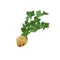 Vector isolated image of fresh celery in flat style.