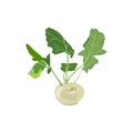 Vector isolated image of fresh kohlrabi in flat style.