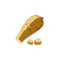 Vector isolated image of fresh parsnip in flat style