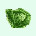 Vector isolated image of fresh savoy cabbage in flat style