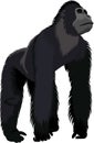 Vector isolated male gorilla