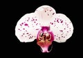 Vector. Isolated orchid flower.Moth orchid hybrid with pink/violet dots, one flower on black background Royalty Free Stock Photo