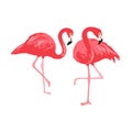 Vector isolated pink flamingos pair. Hand Drawn illustration Royalty Free Stock Photo
